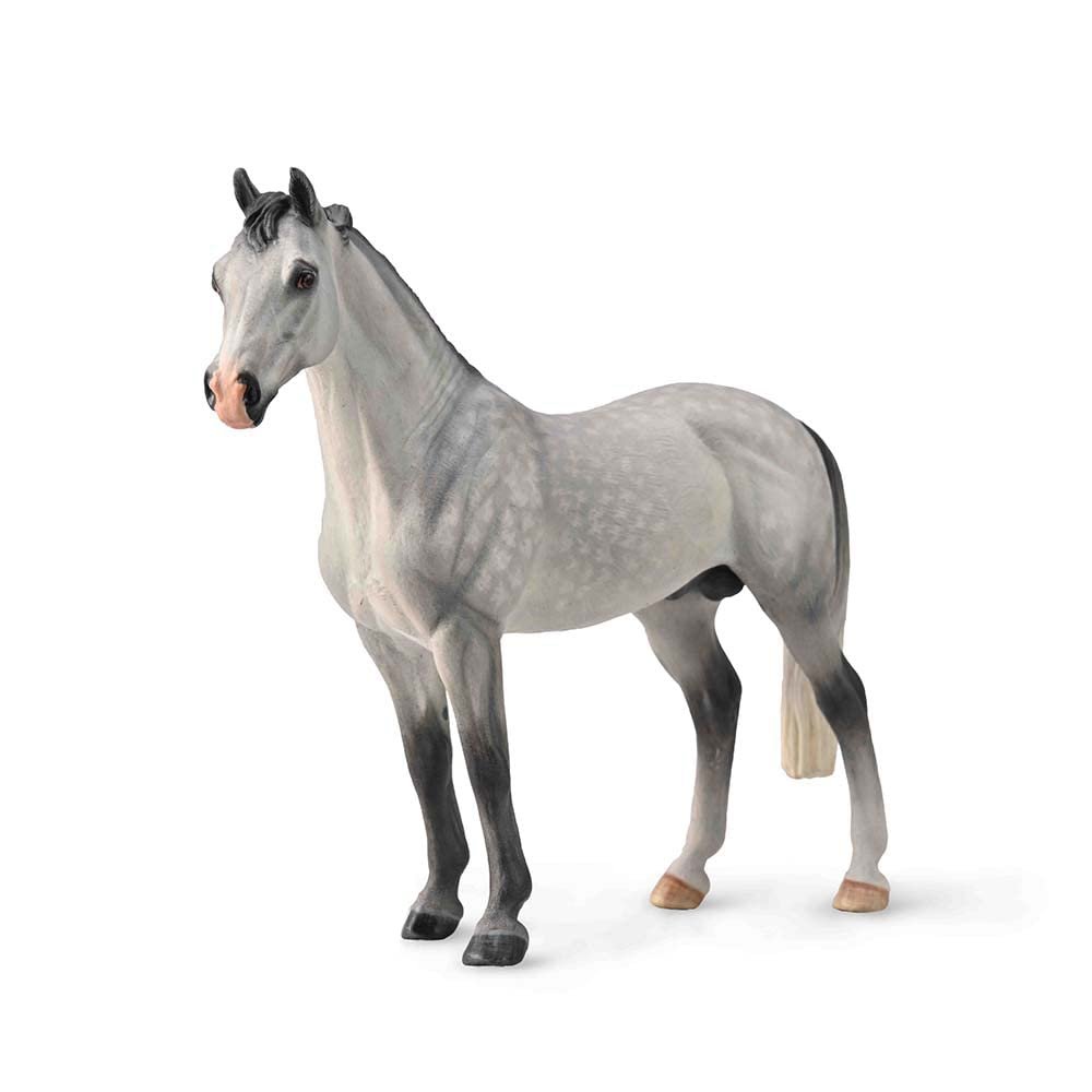 Hanovarian Stallion