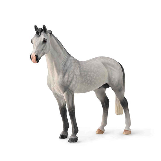 Hanovarian Stallion