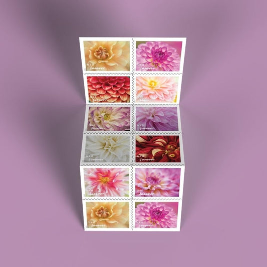 Dahlias 2025