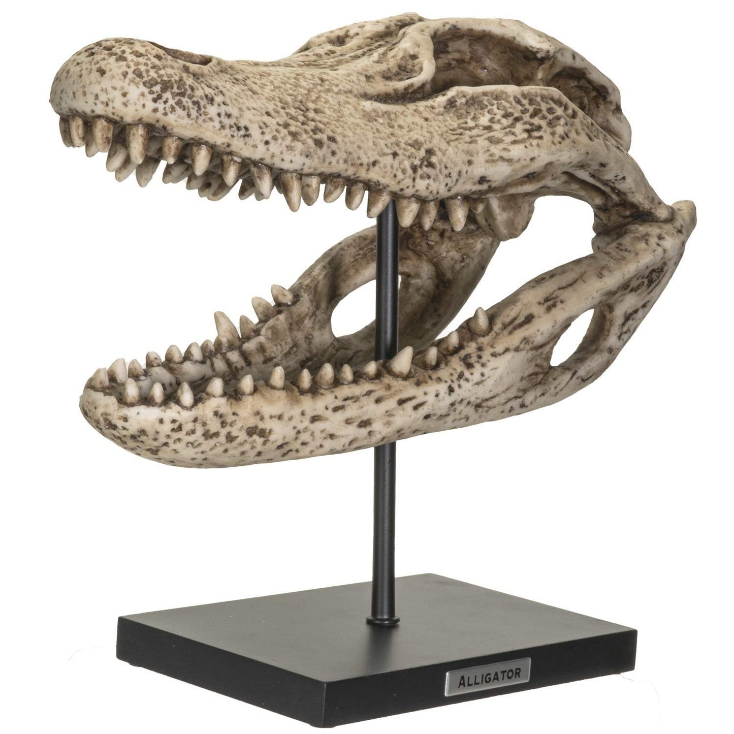 Pacific Giftware Replica Animals Alligator Skeleton Skull Fossli Resin Figurine