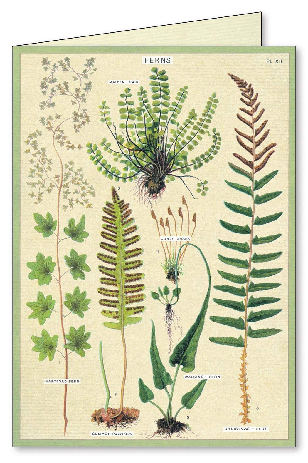 Ferns Boxed Note Cards
