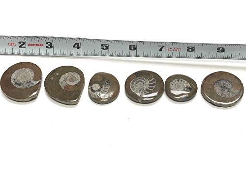 Zentron Crystal Collection Ammonite Button Fossil 1.5" with Velvet Bag