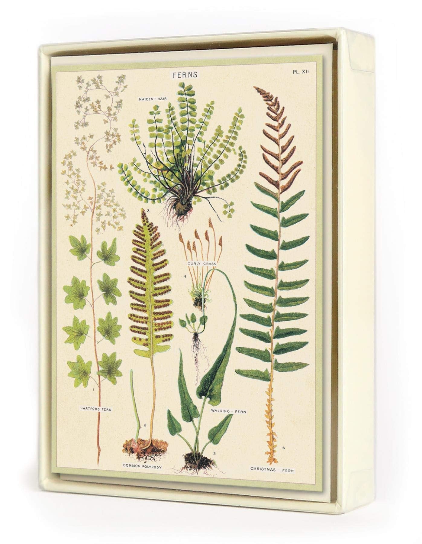 Ferns Boxed Note Cards