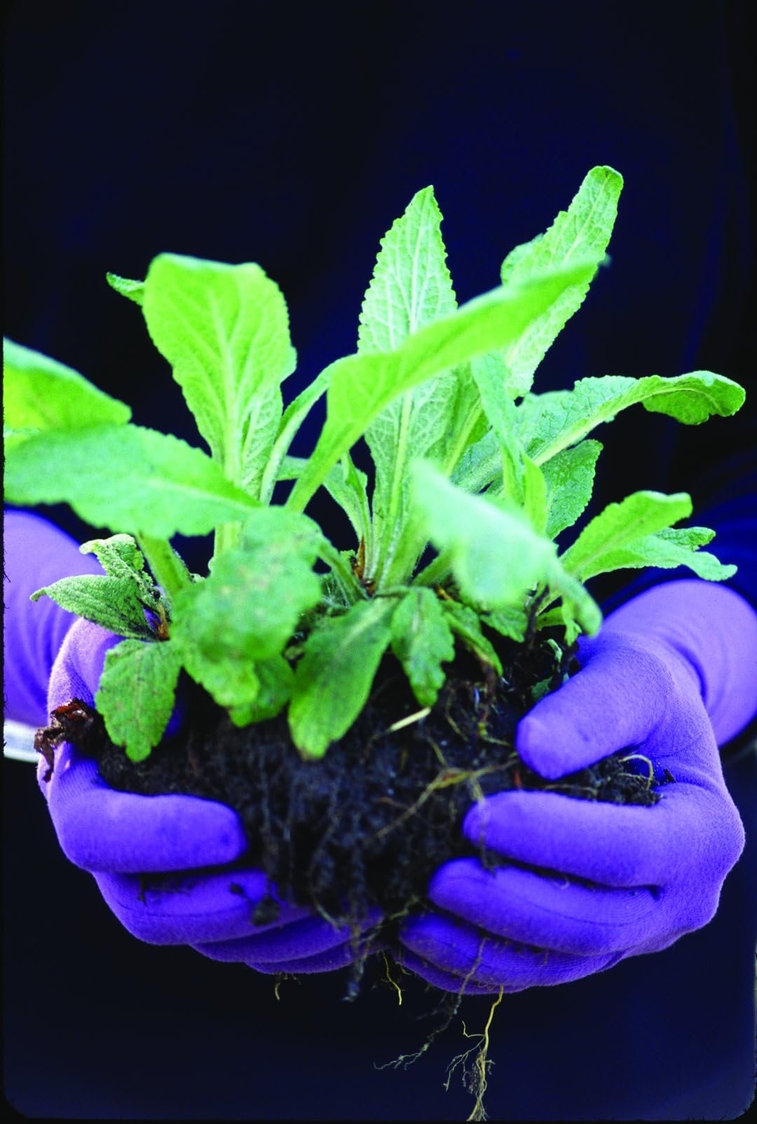Foxgloves Original Gardening Gloves