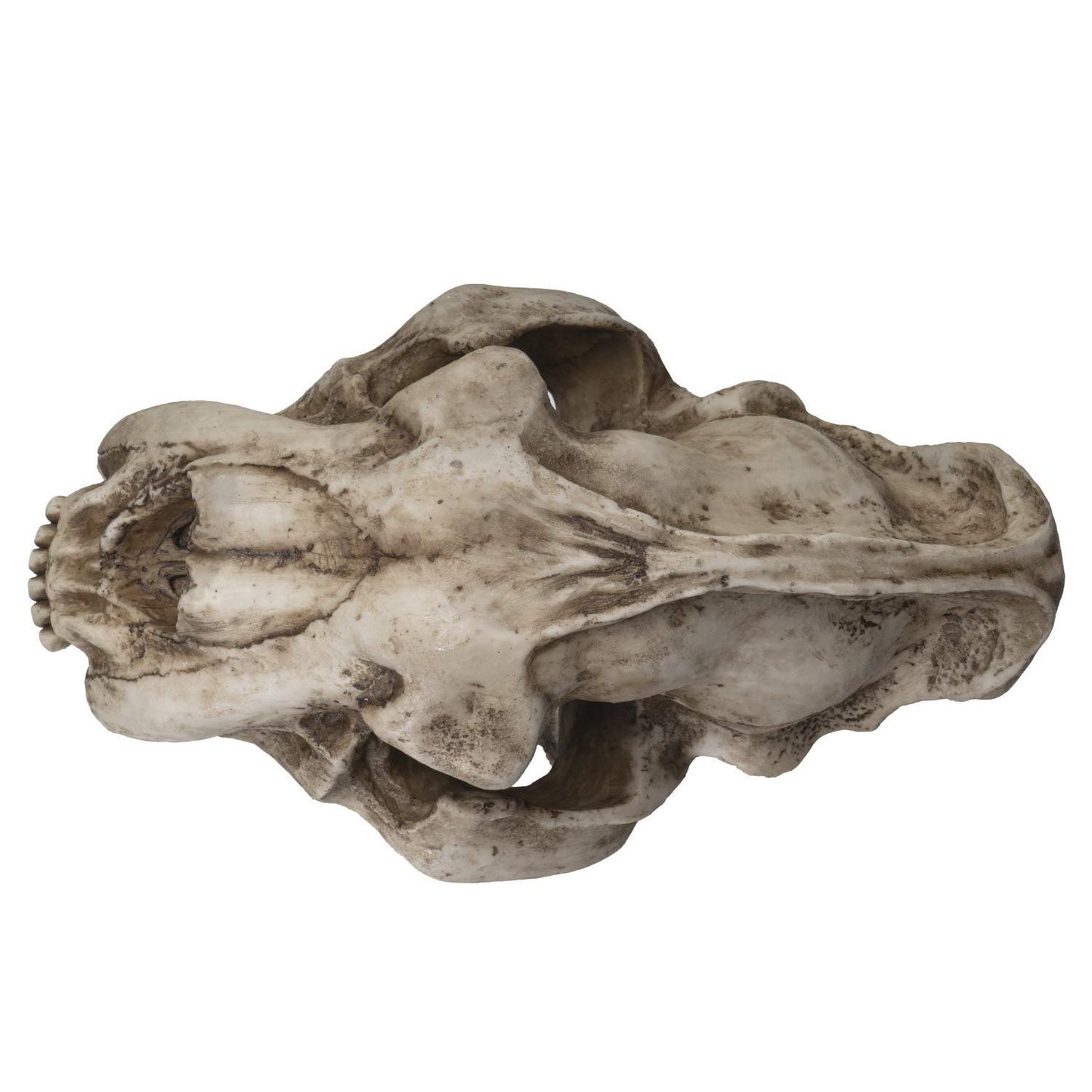 SUMMIT COLLECTION Polystone Resin Sabertooth Tiger Skull Replica Model On Stand with Name Plaque Home Decor Interior Design Sculpture 12.5 Inches Wide