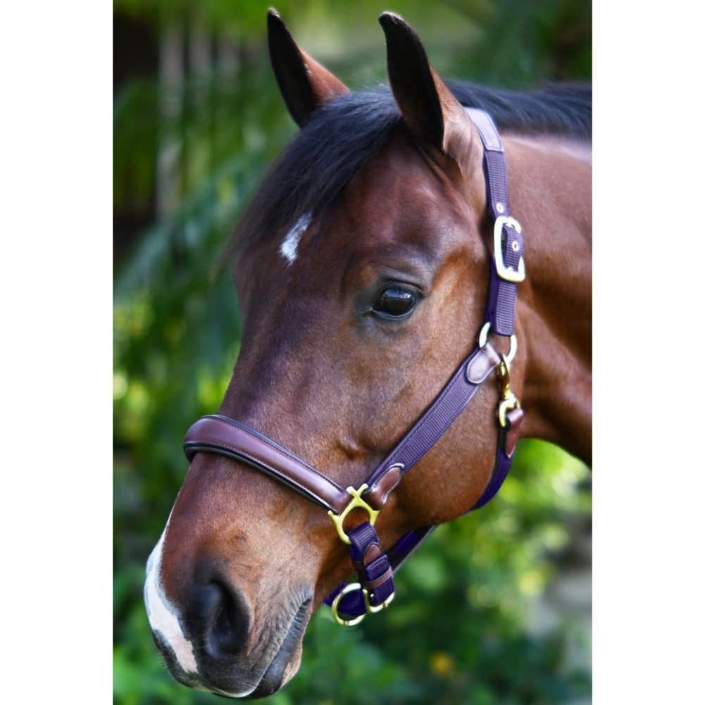 Ovation Equestrian Padded Leather Crownpiece Ergonomic Comfortable Adjustable Chin Luxor Cushion-Flex Halter, Navy, Horse
