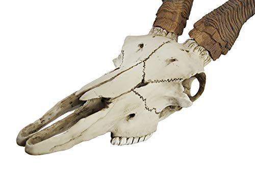 Veronese Design African Kudu Antelope Skull Wall Hanging Cool Twisted Horns