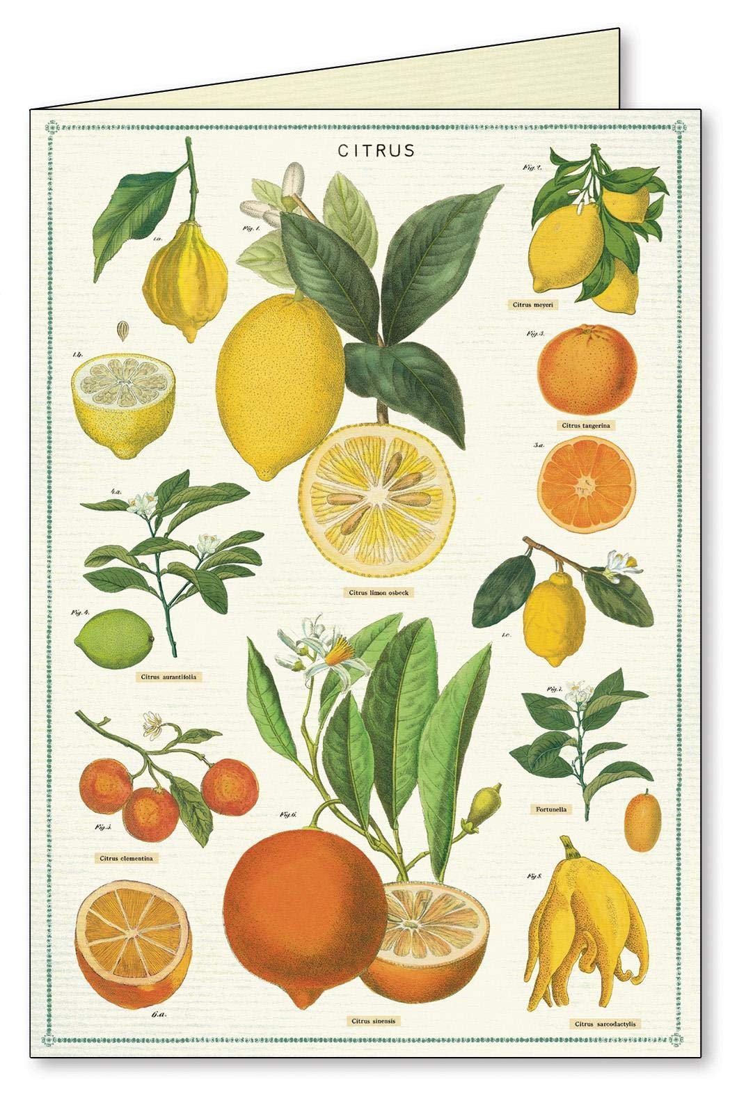 Jardin Boxed Note Cards