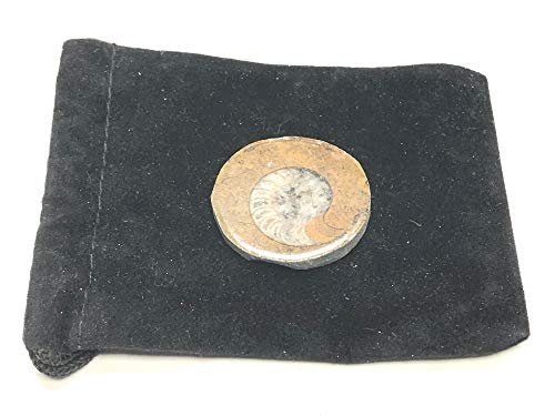 Zentron Crystal Collection Ammonite Button Fossil 1.5" with Velvet Bag