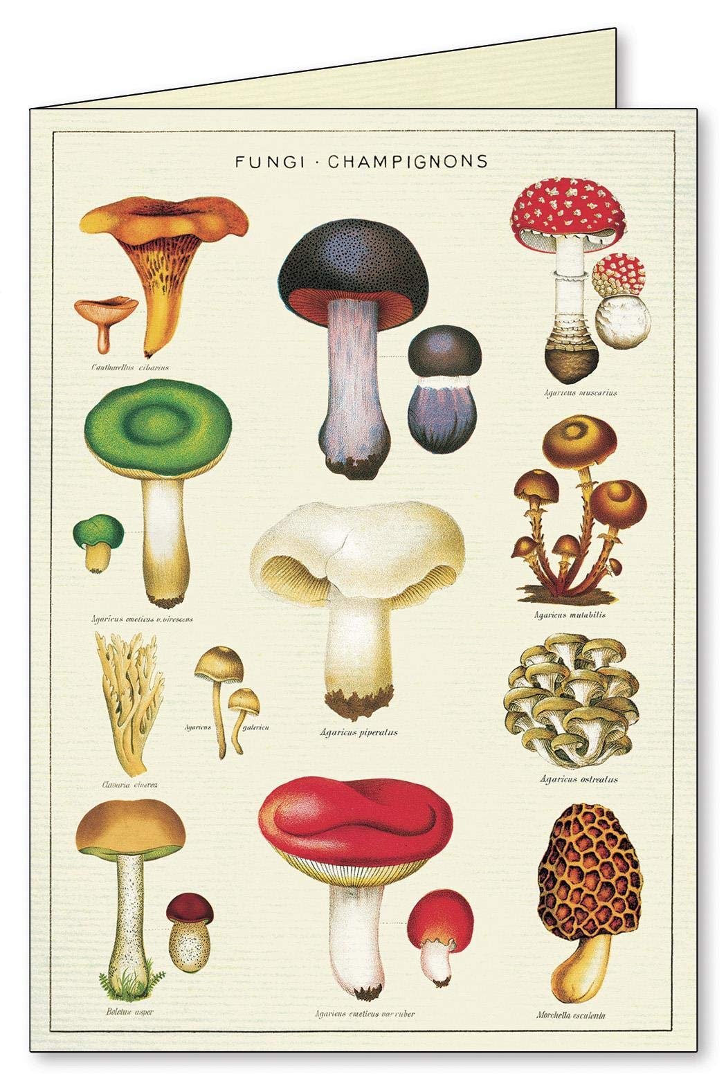 Jardin Boxed Note Cards